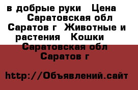 в добрые руки › Цена ­ 10 - Саратовская обл., Саратов г. Животные и растения » Кошки   . Саратовская обл.,Саратов г.